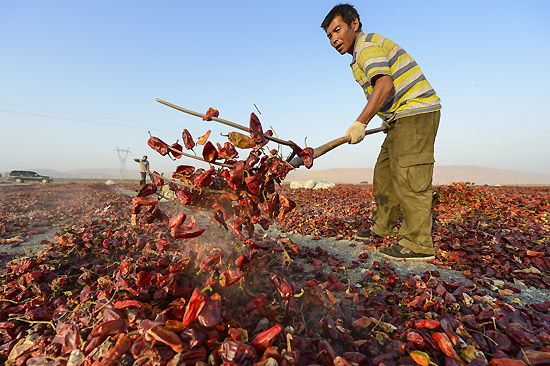 ���½���³���н����ĸ��̲�ϣ�һ������ũ������ɹ����