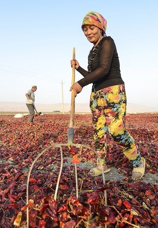 ���½���³���н����ĸ��̲�ϣ�һ������ũ������ɹ����