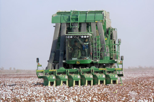 新疆兵团二二二团首次采用采棉机引棉农围观