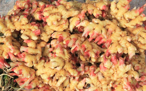 云南彝良县河湾村:小黄姜旺销姜农鼓钱包