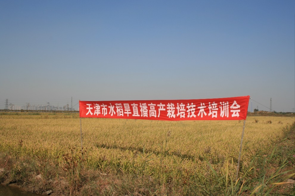 天津市推广站组织有关区县到宁河、津南学习水稻旱直播高产栽培技术