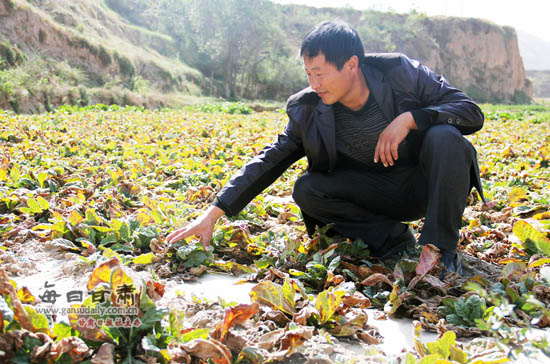 甘肃榆中:杨河人的致富“梦”