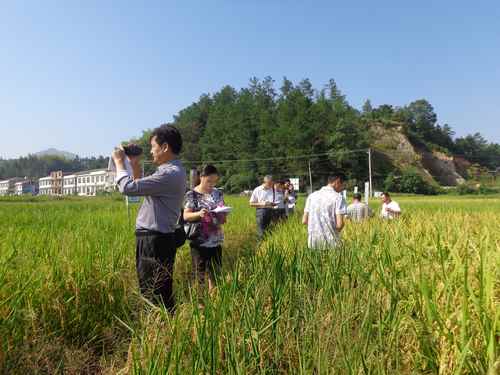 湖南平江县中稻新品种展示成绩喜人