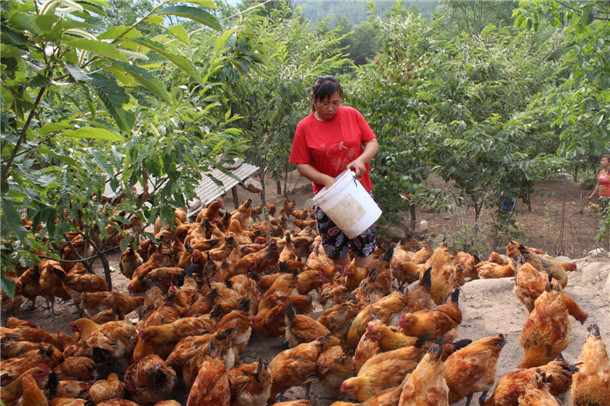 马道镇龙潭坝村龙达春林下散养土鸡2200余只