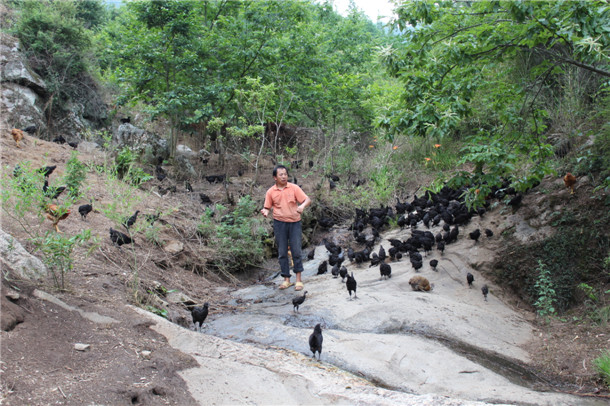 火烧店镇中西沟村沈宝卫林下散养乌鸡1100余只
