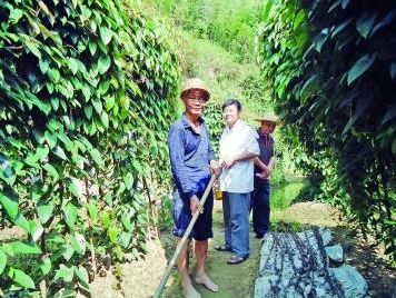 福建尤溪:引进淮山浅生槽栽培技术