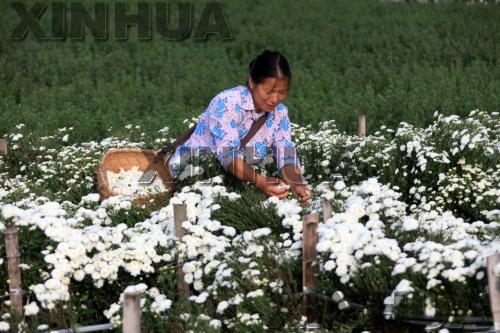 10月10日,休宁县蓝田菊农在采摘黄山贡菊