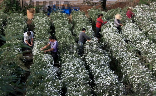 10月10日,休宁县蓝田菊农在采摘黄山贡菊