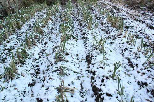 内蒙古扎兰屯突遭今秋首场雨夹雪袭击