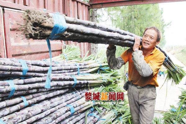 浙江金华婺城大棚甘蔗成熟上市