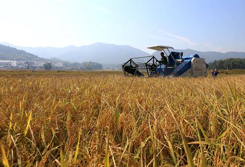 江西峡江:“抬”出来的米粮川