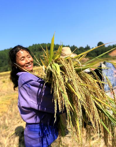 10月14日,在全国重点工程江西省峡江水利枢纽工程抬田区,峡江县罗田镇古井张家抬田区粮农孔福英在收割二晚水稻。