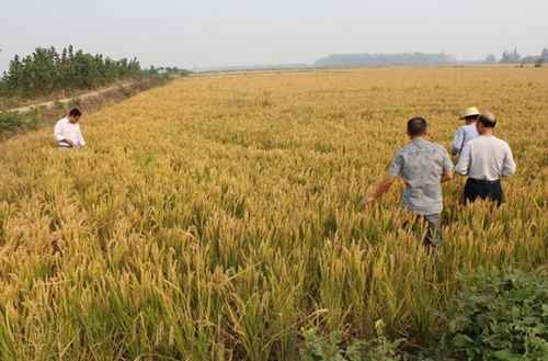 湖北荆州市农技推广中心对江陵县粳稻示范片测产 预计亩产648公斤(图)
