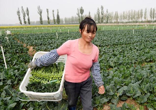 宁夏:香港“绿色菜篮子”迎来收获季
