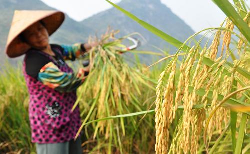 1015գһũڹóسǹӴ