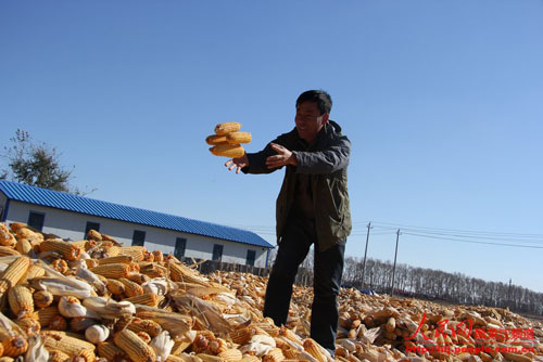 黑龙江哈尔滨市农民尝农业合作社“甜头”