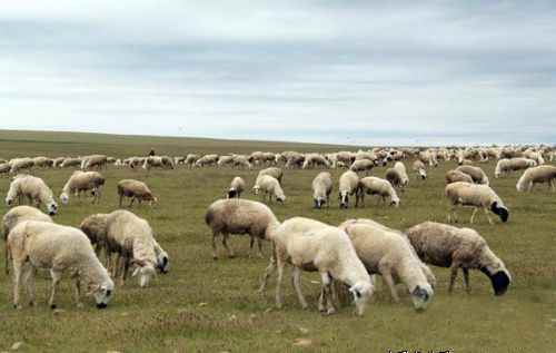 内蒙古扎市大河湾镇金星村发羊财