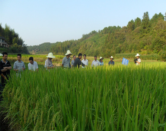 福建建宁:驻乡巡村 展示水稻新品种