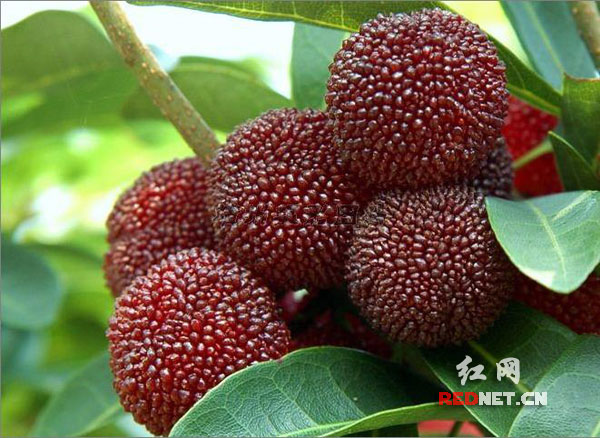 湖南靖州杨梅获地理标志证明商标