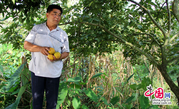 云南罗平小鸡登村村党总支书记:深山峰林引路人