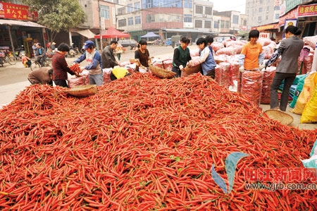 图:辣椒购销红红火火