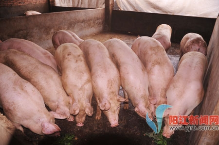 全市生猪年饲养量达327万头