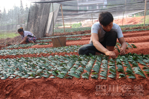 四川泸州纳溪:茶叶综合产值达12亿元