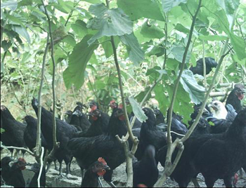 重庆黔江区:农户桑林养乌鸡 增收上万不嫌低