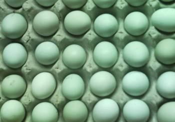 乌鸡产下的绿壳蛋