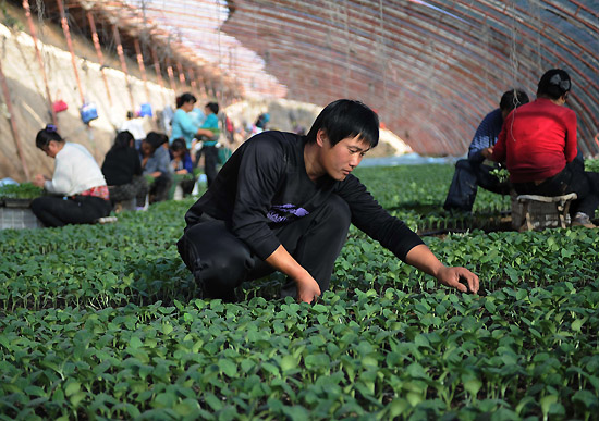 10月15日,农民温建明在河北固安县牛驼镇现代农业产业园查看嫁接黄瓜的长势