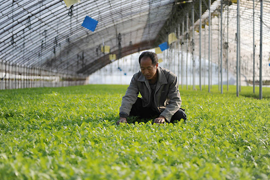 10月15日,在河北固安县牛驼镇现代农业产业园,农民刘雪清在查看茼蒿长势