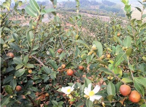 安徽:万亩油茶喜丰收