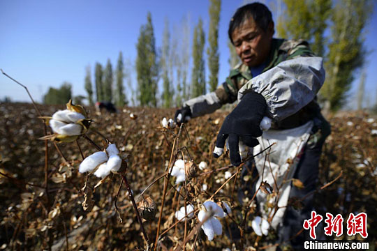 新疆天山南北进入棉花采摘高峰期
