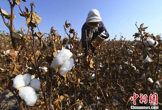 新疆石河子市周边的棉田内,采棉工正在忙于采摘棉花