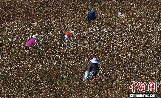 新疆石河子市周边的棉田内,采棉工正在忙于采摘棉花