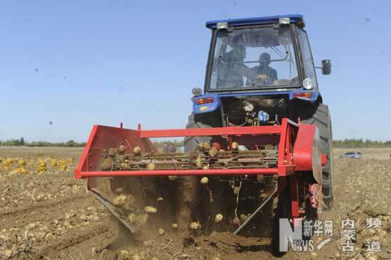 商都县小海子镇下井村的农民在用马铃薯收获机收获马铃薯。