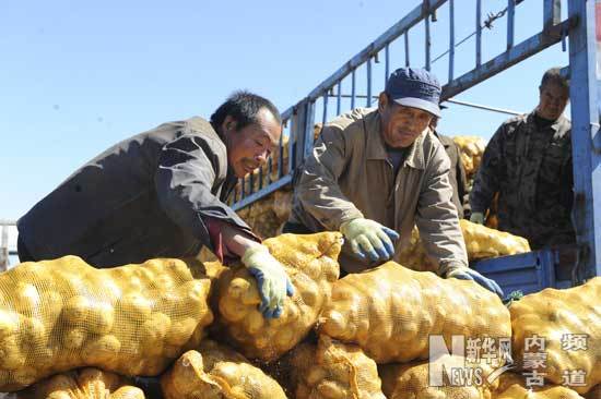 商都县小海子镇下井村的农民将分装好的马铃薯装上外运的卡车。