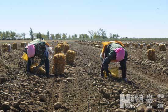 商都县小海子镇马官梁村的农民在收获马铃薯。