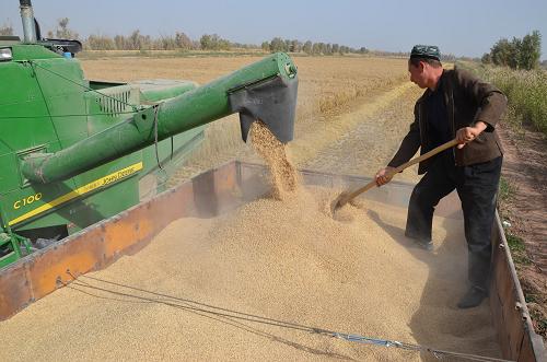 新疆塔里木收割水稻忙