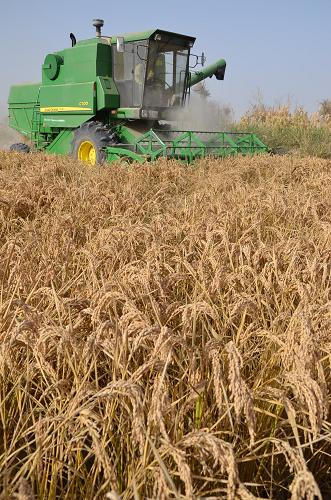 10月20日,新疆生产建设兵团第一师二团三连联合收割机在收割水稻。