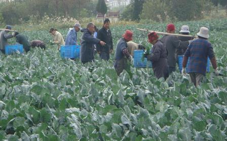 江苏如东县掘港镇西二环蔬菜基地1000亩保鲜西兰花开始采收