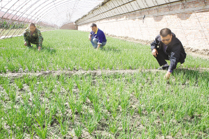 天津大寺镇绿色农业示范园区种植新品种蔬菜瓣葱