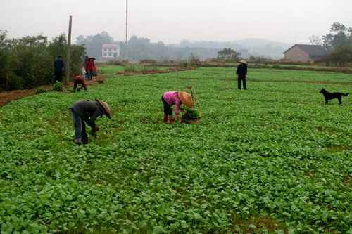 湖南双峰三塘铺镇万亩油菜移栽工作全面展开(图:1)