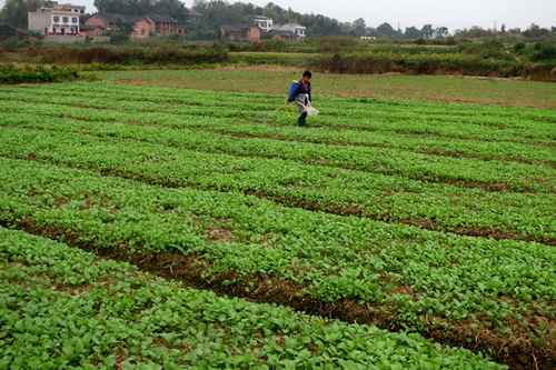 湖南双峰三塘铺镇万亩油菜移栽工作全面展开(图:2)