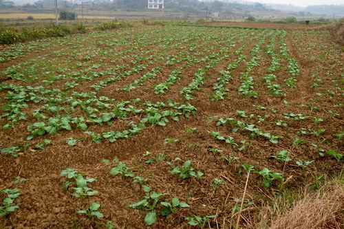 湖南双峰三塘铺镇万亩油菜移栽工作全面展开(图:3)
