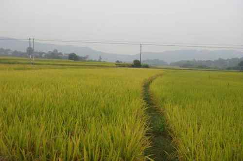 湖南郴州苏仙区新品种、新技术、新模式促晚稻夺高产