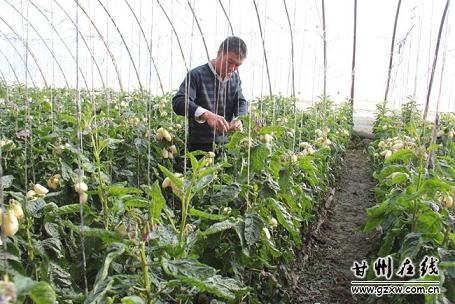 甘肃甘州区长安乡万家墩村人参果助长安特色产业发展