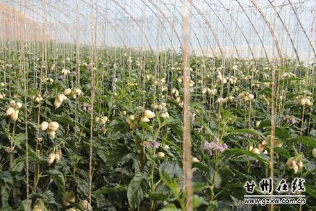 甘肃甘州区长安乡万家墩村人参果助长安特色产业发展2