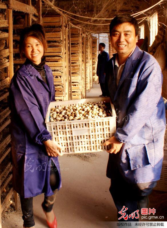 江西万年:党员夫妻养鹌鹑 一养三卖巧致富