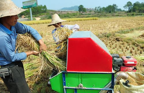 福建省宁化县石壁镇红旗村村民徐志清(左)和池菊香在稻田里用打谷机打谷